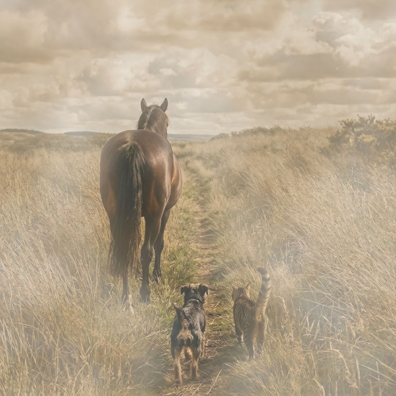 Der Letzte-Begleiter für Hund, Katze und Pferd. Abschied vom Vierbeiner Der Letzte-Begleiter für Hund, Katze und Pferd. Abschied vom Vierbeiner